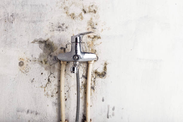 Best Home Mold Removal  in Ellitt, CO