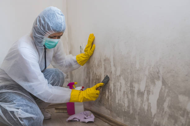 Best Office Mold Removal Services  in Ellitt, CO