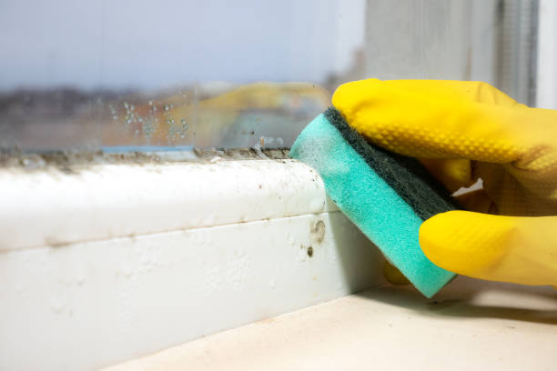 Trusted Ellicott, CO Mold Removal Experts