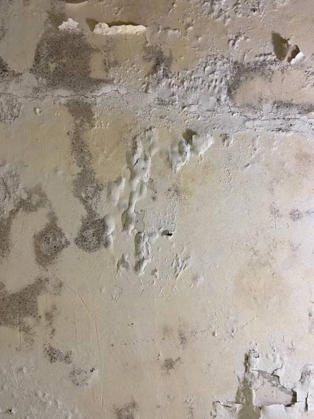 Office Mold Removal Services in Ellicott, CO