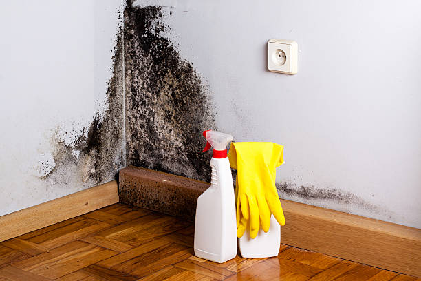 Best Mold Testing  in Ellitt, CO