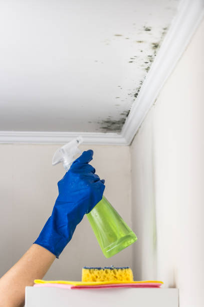 Certified Mold Removal in Ellicott, CO
